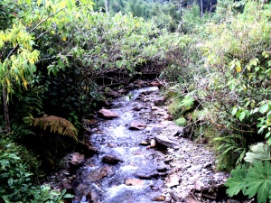 El rìo Medellín en el inicio de su recorrido en el Alto de San Migel